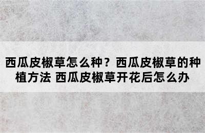 西瓜皮椒草怎么种？西瓜皮椒草的种植方法 西瓜皮椒草开花后怎么办